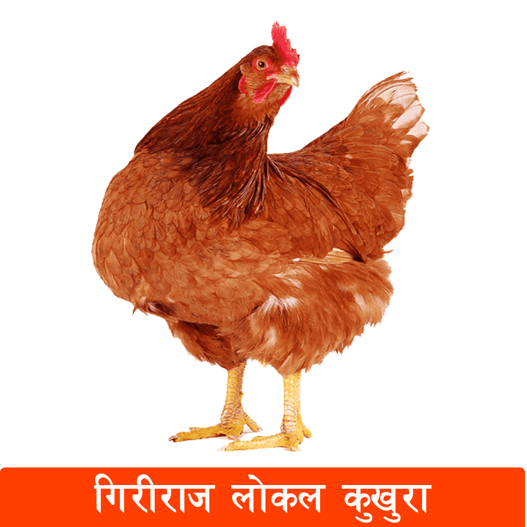 Giriraj Local Chicken Live Per Kg