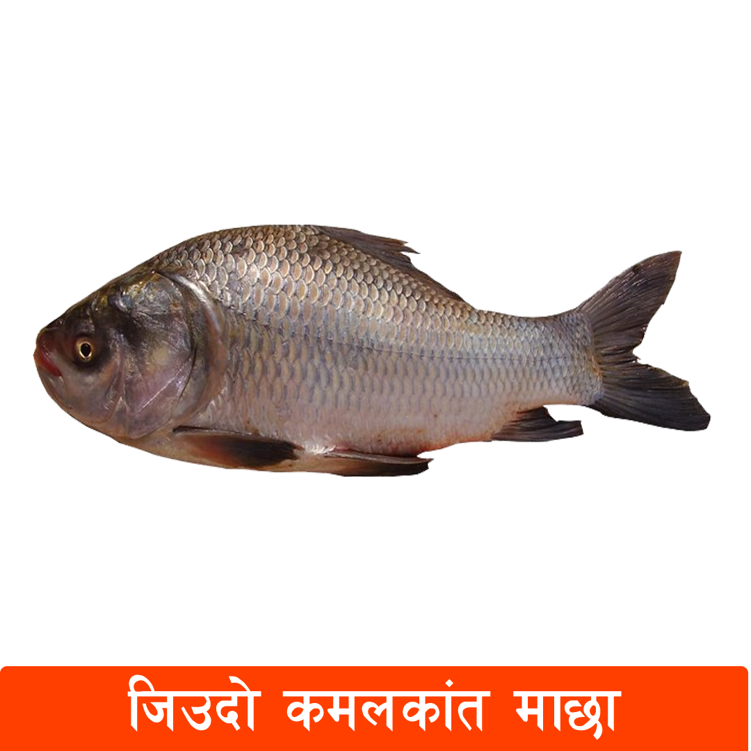 KamalKat Fish Live – 1 Kg