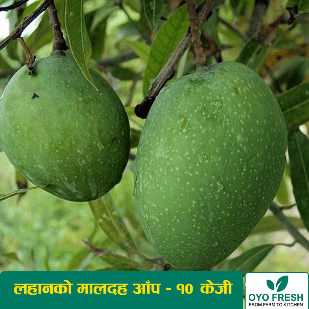 Lahan Bombay Mango (लहानको बम्बई आँप) – 10 KG