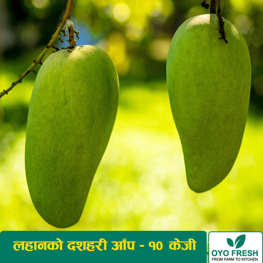 Lahan Dashari Mango (लहानको दशहरी आँप) – 10 KG