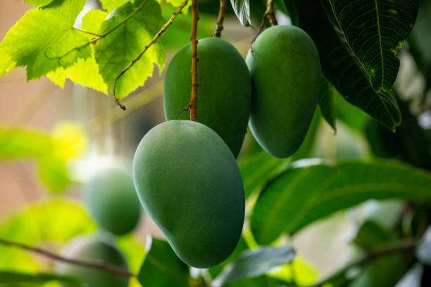 Mangoes about to ripen on a mango tree in the sun