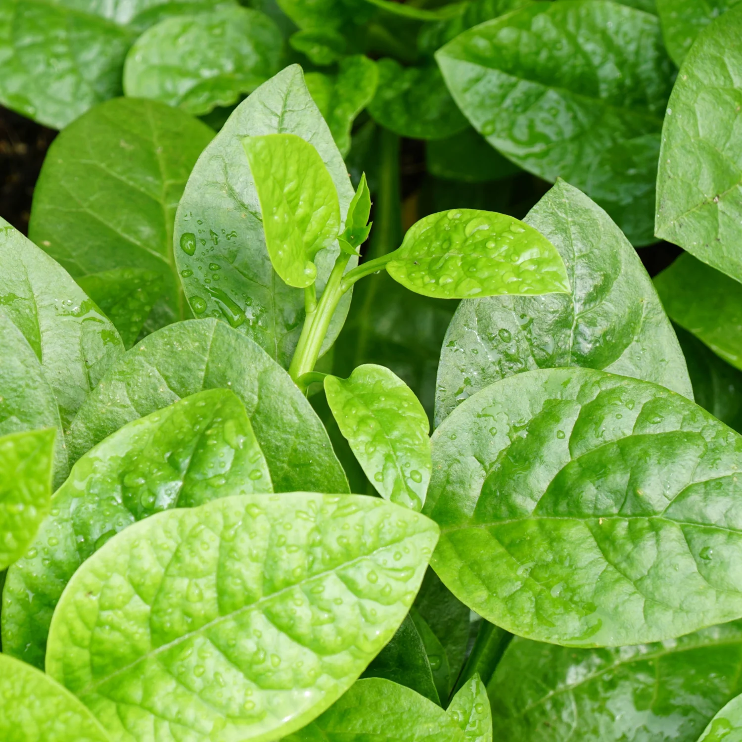 Spinach Leaf – 1 Kg
